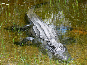 Everglades Krokodil